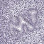 NANOS3 Antibody in Immunohistochemistry (IHC)