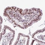 IRF1 Antibody in Immunohistochemistry (Paraffin) (IHC (P))