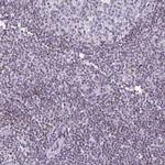 IRF1 Antibody in Immunohistochemistry (Paraffin) (IHC (P))