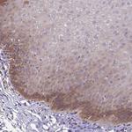 eIF3d Antibody in Immunohistochemistry (Paraffin) (IHC (P))