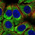 RPS3 Antibody in Immunocytochemistry (ICC/IF)