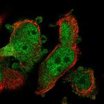 PYCRL Antibody in Immunocytochemistry (ICC/IF)