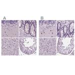 BHLHB5 Antibody in Immunohistochemistry (IHC)