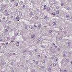 BHLHB5 Antibody in Immunohistochemistry (IHC)