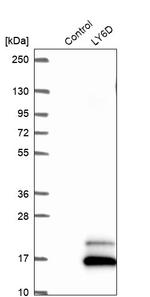 LY6D Antibody in Western Blot (WB)