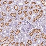 LRP2 Antibody in Immunohistochemistry (Paraffin) (IHC (P))