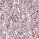 LRP2 Antibody in Immunohistochemistry (Paraffin) (IHC (P))