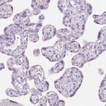 LRP2 Antibody in Immunohistochemistry (Paraffin) (IHC (P))