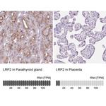 LRP2 Antibody