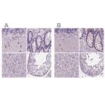 BHLHB5 Antibody in Immunohistochemistry (IHC)