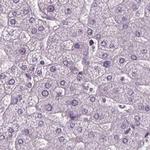 BHLHB5 Antibody in Immunohistochemistry (IHC)