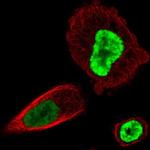 HOXB13 Antibody in Immunocytochemistry (ICC/IF)