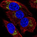 GALNT7 Antibody in Immunocytochemistry (ICC/IF)