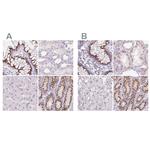 GALNT7 Antibody in Immunohistochemistry (IHC)