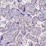 Ferroportin Antibody in Immunohistochemistry (IHC)