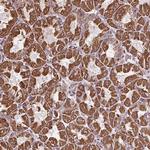 ZNF548 Antibody in Immunohistochemistry (Paraffin) (IHC (P))