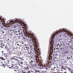 C9orf69 Antibody in Immunohistochemistry (Paraffin) (IHC (P))