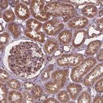 MZT1 Antibody in Immunohistochemistry (Paraffin) (IHC (P))