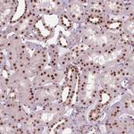 LSM2 Antibody in Immunohistochemistry (Paraffin) (IHC (P))