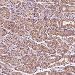 UBALD1 Antibody in Immunohistochemistry (Paraffin) (IHC (P))