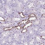 POU3F3 Antibody in Immunohistochemistry (IHC)