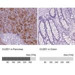 CUZD1 Antibody in Immunohistochemistry (IHC)