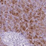 CUZD1 Antibody in Immunohistochemistry (IHC)