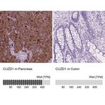 CUZD1 Antibody in Immunohistochemistry (IHC)