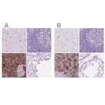 CUZD1 Antibody in Immunohistochemistry (IHC)