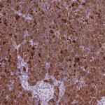 CUZD1 Antibody in Immunohistochemistry (IHC)