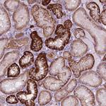 FXYD2 Antibody in Immunohistochemistry (Paraffin) (IHC (P))