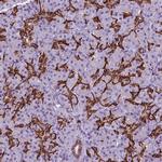 FXYD2 Antibody in Immunohistochemistry (Paraffin) (IHC (P))