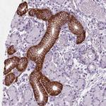 FXYD2 Antibody in Immunohistochemistry (Paraffin) (IHC (P))