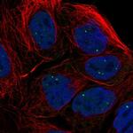 TOE1 Antibody in Immunocytochemistry (ICC/IF)