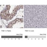 TOE1 Antibody