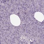 Neuroligin 2 Antibody in Immunohistochemistry (IHC)