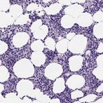 PEX12 Antibody in Immunohistochemistry (IHC)