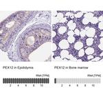 PEX12 Antibody