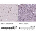 PHAX Antibody