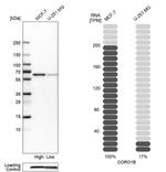 Coronin 1B Antibody