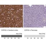 CSPG5 Antibody in Immunohistochemistry (IHC)