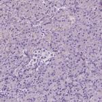 KCC2 Antibody in Immunohistochemistry (IHC)