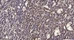 Phospho-RAD50 (Ser635) Antibody in Immunohistochemistry (Paraffin) (IHC (P))