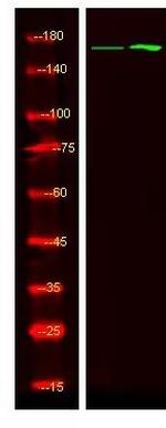 Phospho-RAD50 (Ser635) Antibody in Western Blot (WB)