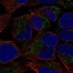 MCAT Antibody in Immunocytochemistry (ICC/IF)