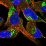 CLC-5 Antibody in Immunocytochemistry (ICC/IF)