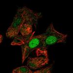 MIXL1 Antibody in Immunocytochemistry (ICC/IF)