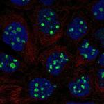 EMX1 Antibody in Immunocytochemistry (ICC/IF)