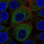 GCS1 Antibody in Immunocytochemistry (ICC/IF)