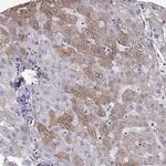 Aquaporin 0 Antibody in Immunohistochemistry (Paraffin) (IHC (P))